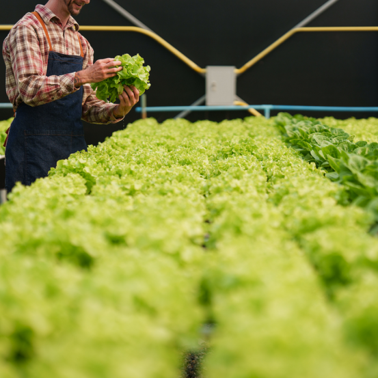 Hydroponic Vertical Farming Solution