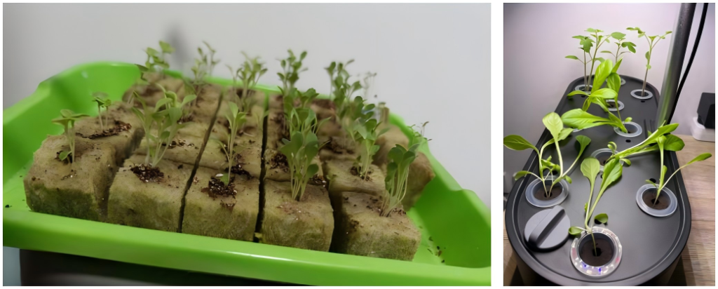 Comparison of healthy vs leggy seedlings in a hydroponic system