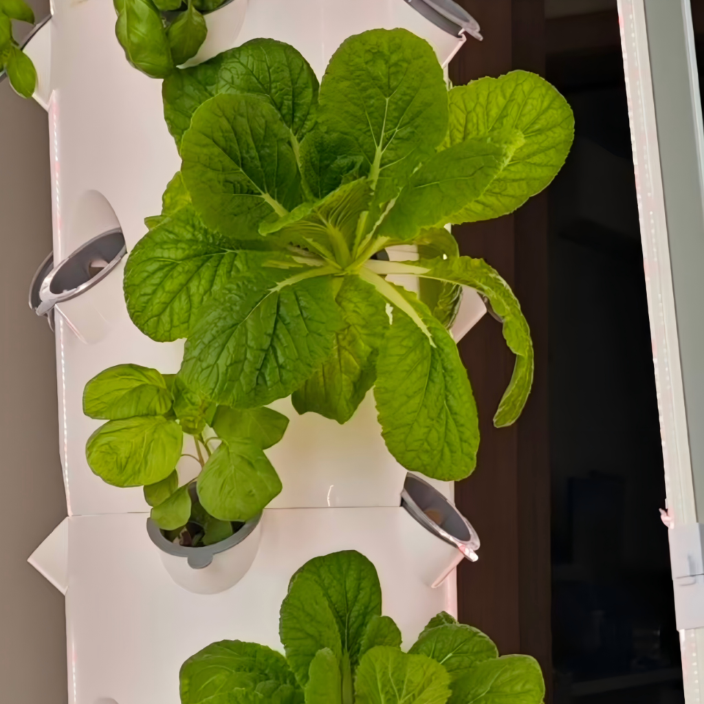 green leaf vegetables grow in hydroponic tower