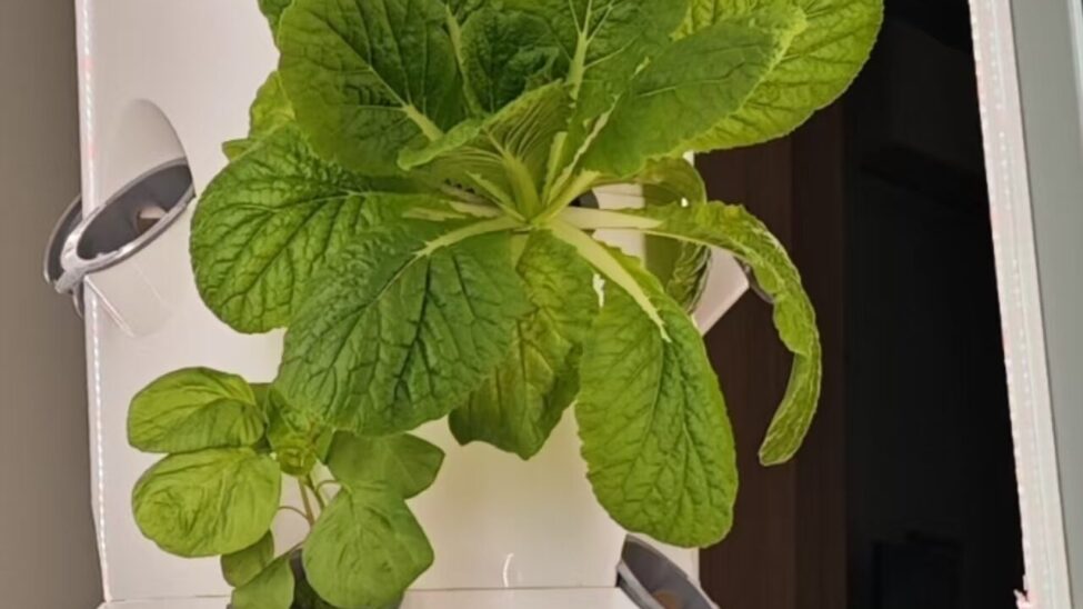 YunzyFarms V8 Hydroponic Lettuce Tower