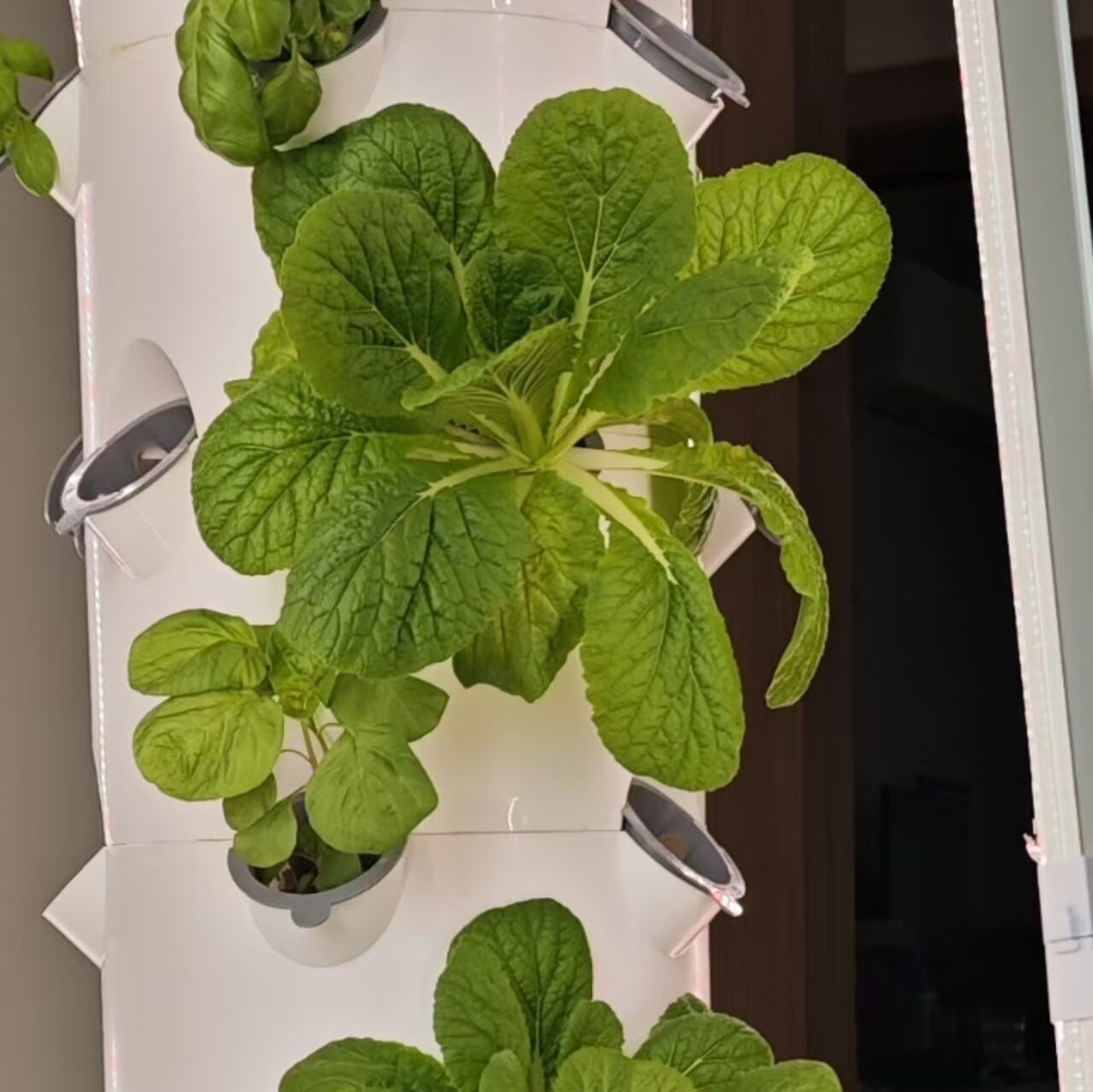YunzyFarms V8 Hydroponic Lettuce Tower