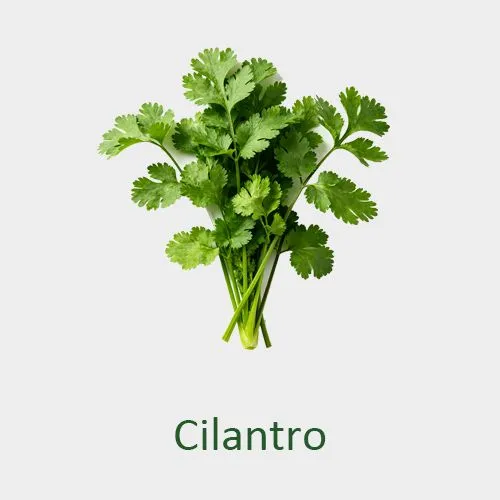 Cilantro