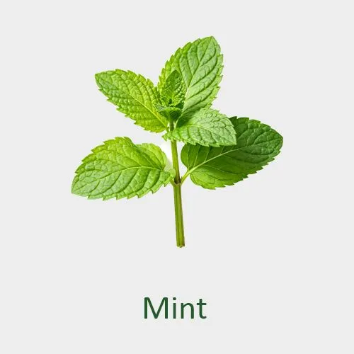 Mint