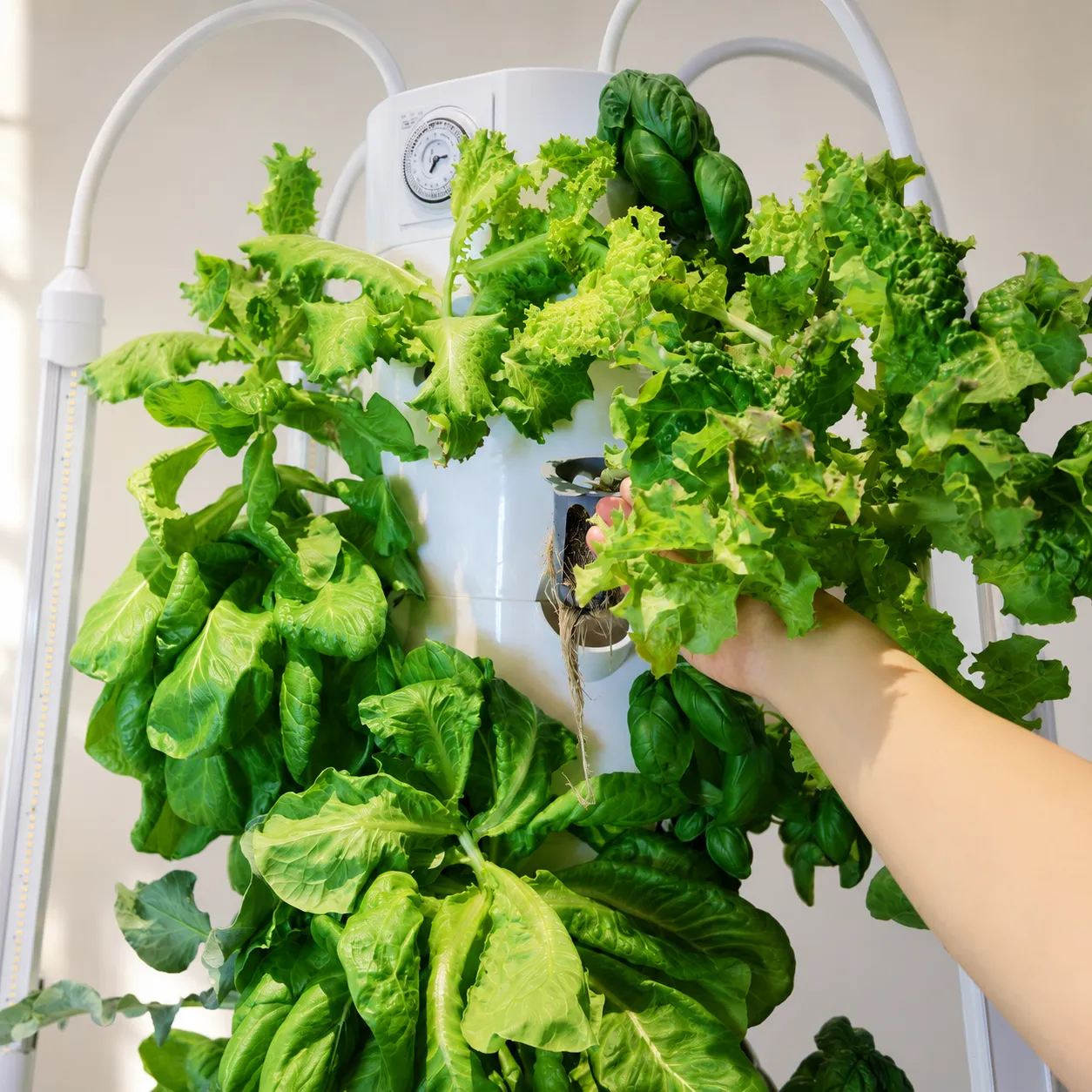 Step 4: Harvest & Enjoy