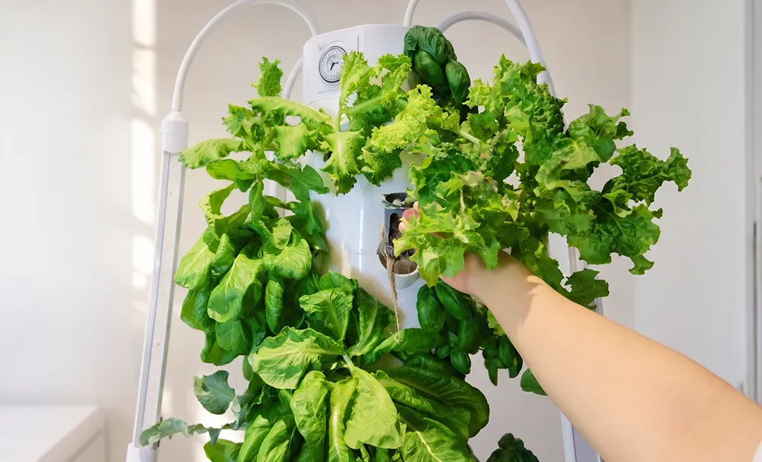 Hydroponic Tower Growing Timeline: Plant Growth Stages and Daily Maintenance Guide
