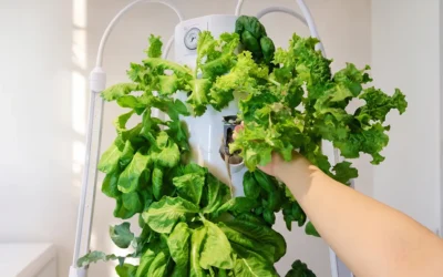 Hydroponic Tower Growing Timeline: Plant Growth Stages and Daily Maintenance Guide
