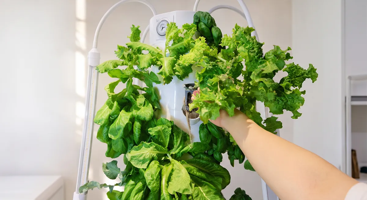 Hydroponic Tower Growing Timeline-1