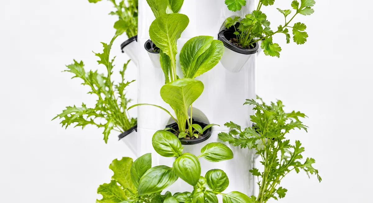 Hydroponic Tower Growing Timeline-4