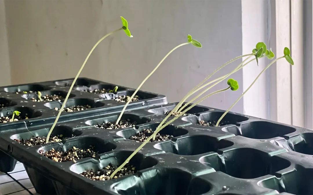 Leggy Seedlings: Why They Happen and How to Fix Them