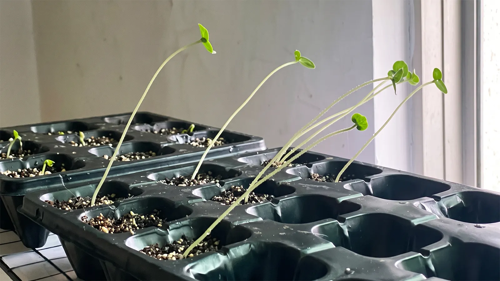 Leggy Seedlings-1