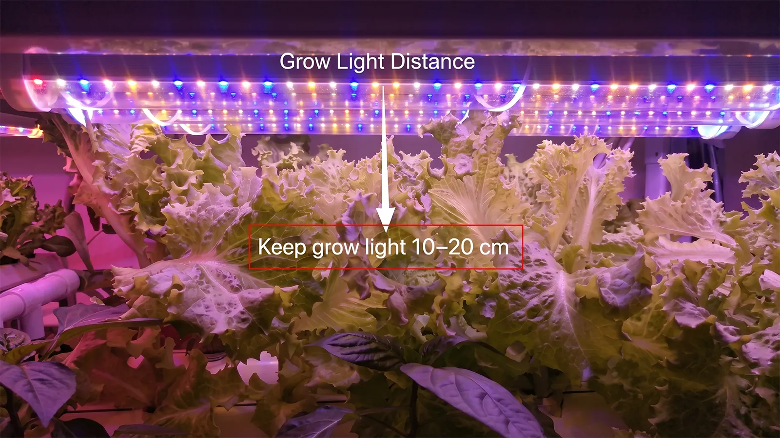 Leggy Seedlings-1
