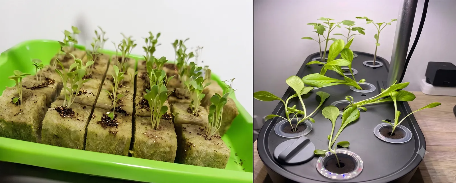 Leggy Seedlings-1