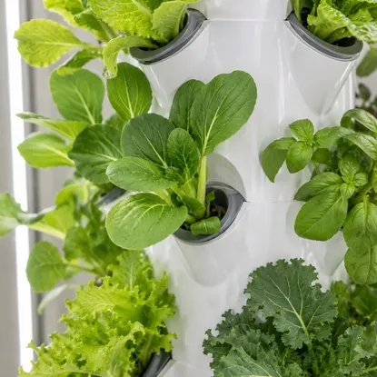 Weeks 2-4 Plant Growth